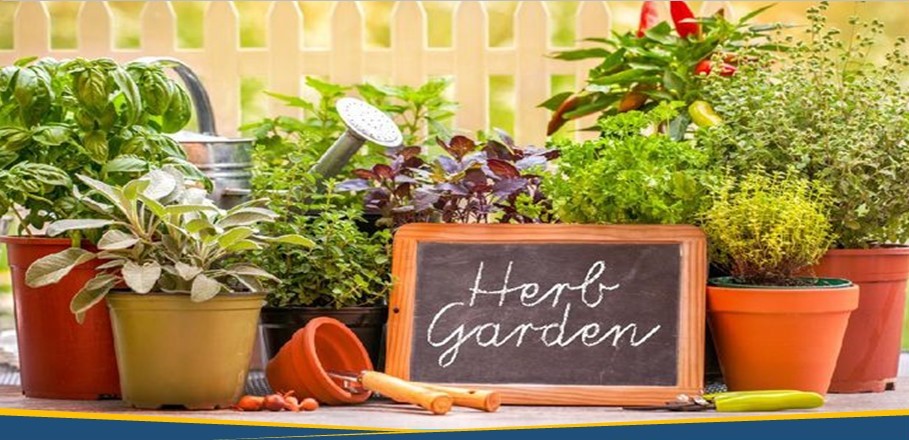 Bentengi Rumah dengan Tanaman Obat